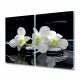 Copertura per piano cottura a induzione Gift Orchid 2x30x52